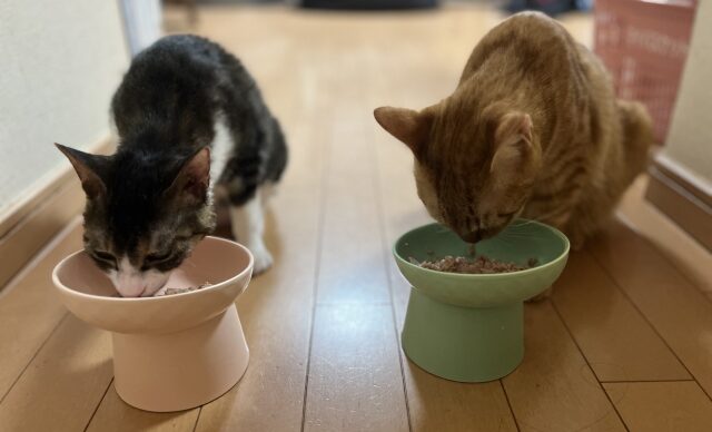 ご飯を食べるペット