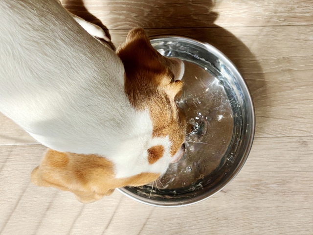 水を飲む犬