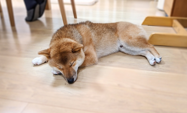 フローリングで横になる犬