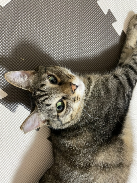 床に寝転ぶネコ