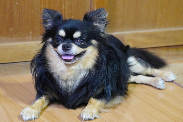 フローリングに座る犬